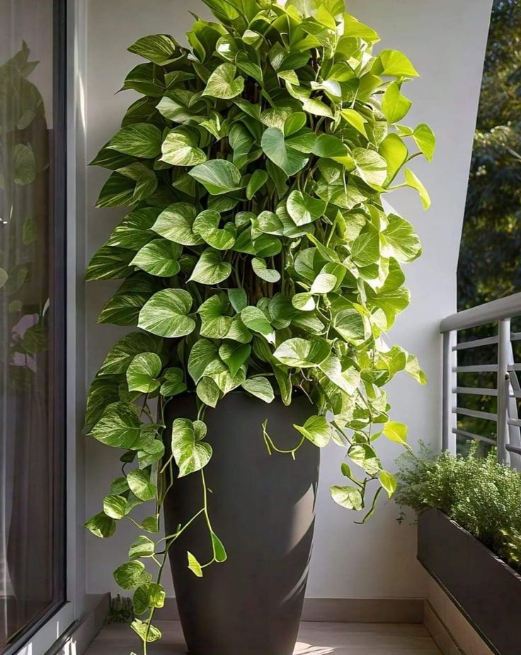 jiboia pendente em estante aplicando biofilia no ape pequeno